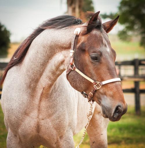 STREAK FOR PERKS O96  (3 Coberturas)