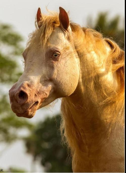 WIMPYS LITTLE DUNIT ( 1 Cobertura)