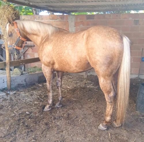 JETY TABLE EASE (1 Cobertura)