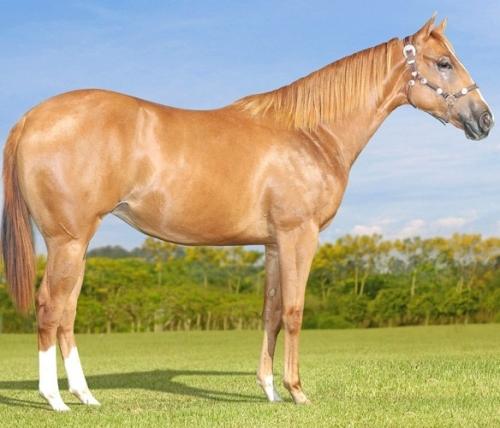 OPALINE NIZER RWS (P+)