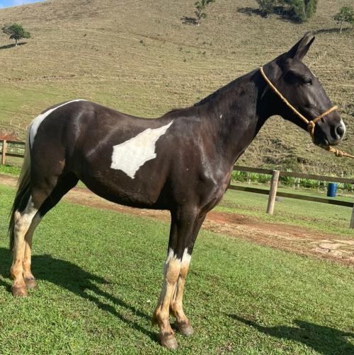 MARITAKA DO JR CAVALOS