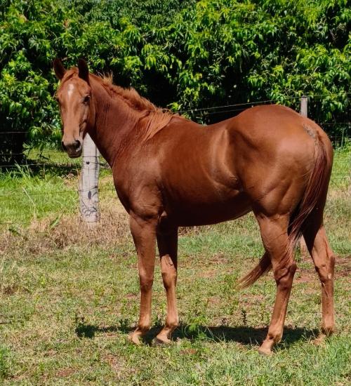 PRINCE FIREWATER HTT X MERRY LIDER