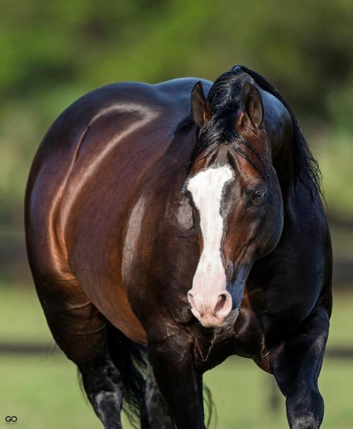 SPOOKS GOTTA RUN (1 Cobertura)