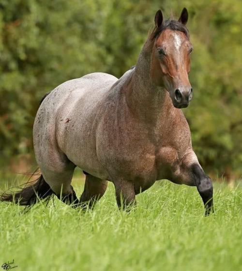 SHORTY PEPTO LIL (1 Cobertura)