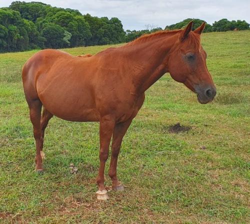 JET CHAMP GAMAY JG (P+)