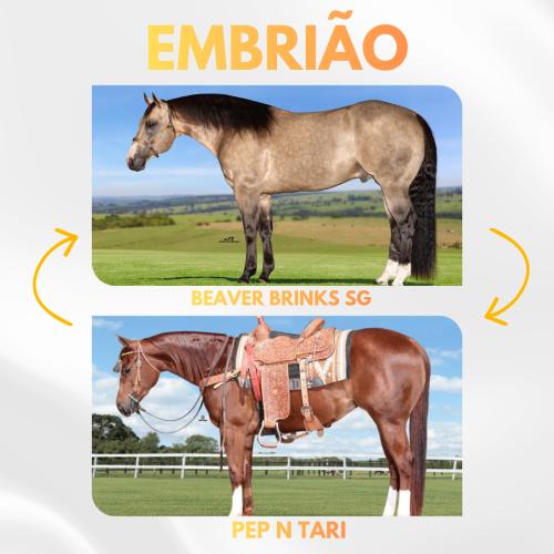 BEAVER BRINKS SG X PEP N TARI (Embrião a efetivar)
