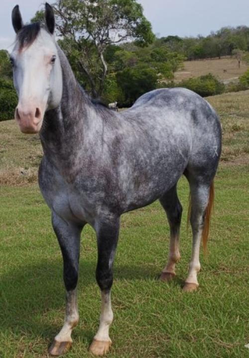 IMPERADOR BLACK GUN (1 Cobertura)