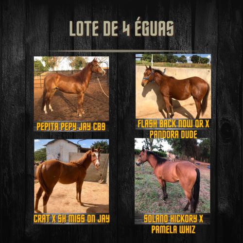 LOTE DE 4 FÊMEAS