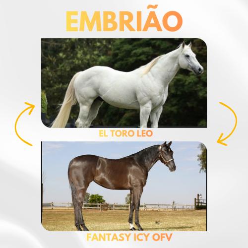EL TORO LEO X FANTASY ICY OFV (Embrião a Efetivar)