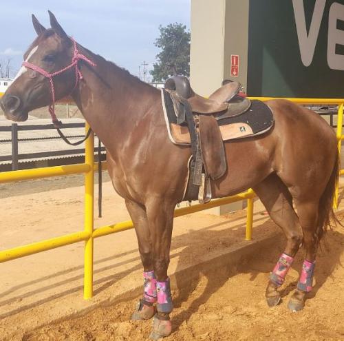 KRIS FAME STAR (Ventre)