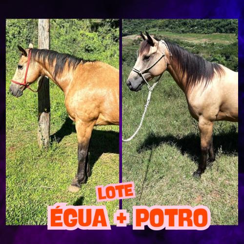 LOTE DE ÉGUA + POTRO