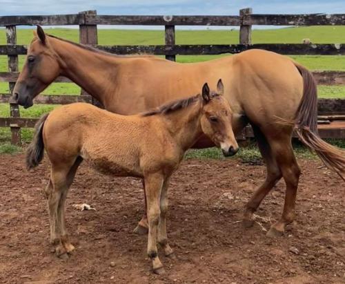 FULL MOON OAK (Lote 2 em 1)