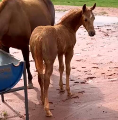 AL PACINO SPARKS X CHARMOSA DEL CIELO