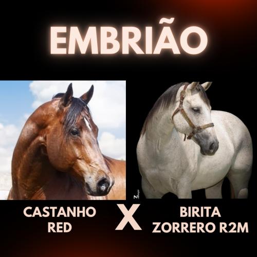 CASTANHO RED X BIRITA ZORRERO (Embrião a efetivar)