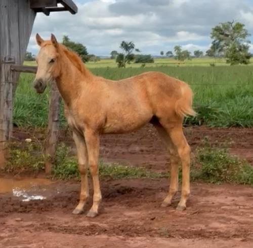 GSP APOLLOS GIFT X MELODYS COLORS HE