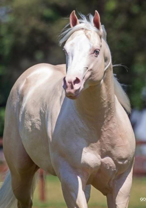 BIG CHEX (1 Cobertura)