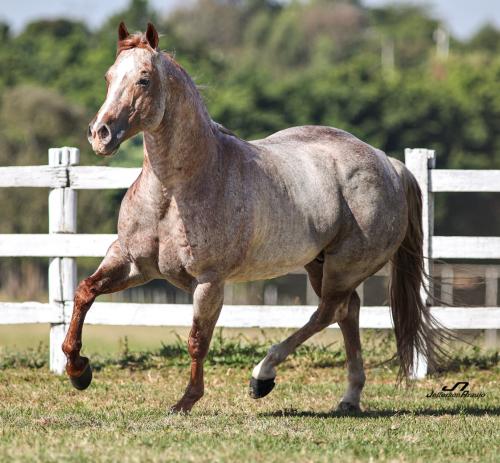 BET THIS ROANS A CAT (1 Cobertura)