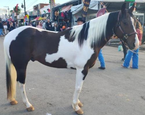 LITTLE PEPPY CHICK ROCO