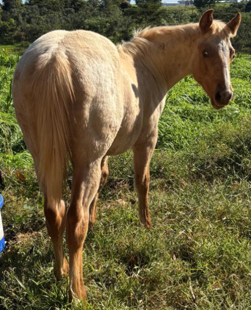 DUAL PEEKO X FANTINE DASH BET