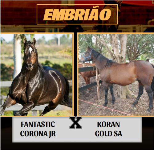 FANTASTIC CORONA JR X KORAN GOLD SA (Embrião a efetivar)