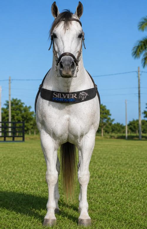 SILVER FOR ME (1 Cobertura)