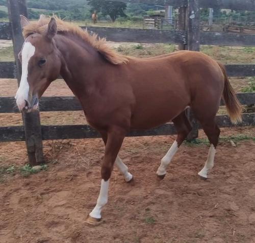 MJ ROOSTERS GUN X CHIC PRETTY LENA