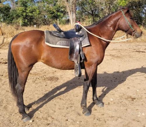 MISS TIGER MOON (P+)