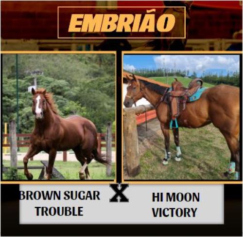 BROWN SUGAR TROUBLE X HI MOON VICTORY (Embrião a efetivar)