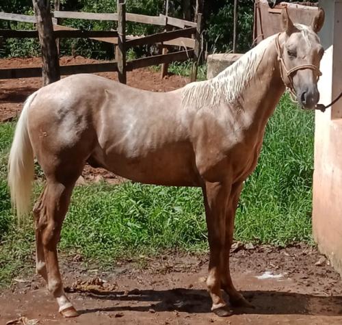 SWEET FARAO