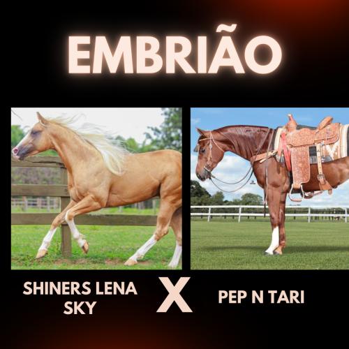 SHINERS LENA SKY X PEP N TARI (Embrião a efetivar)