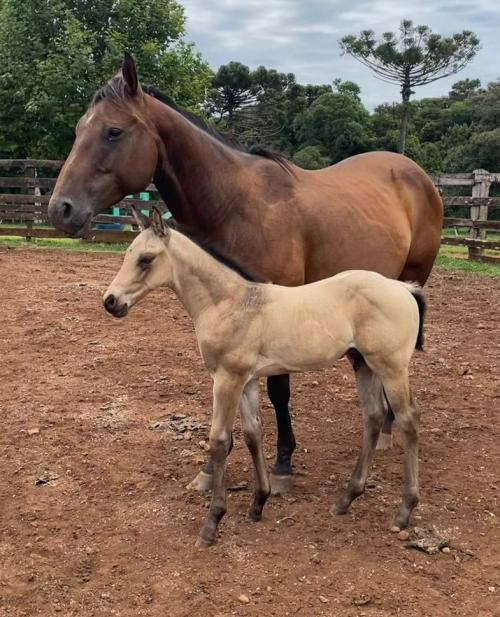 OLYMPIA BARS (Lote 3 em 1)