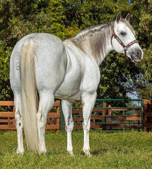 STARLIGHTING (S. Congelado)