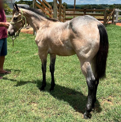 HIS STEADFAST HEART X DUAL BLOND GIRL