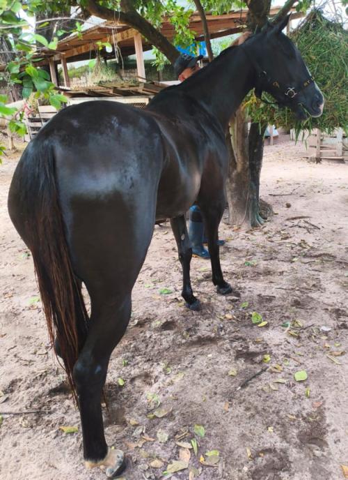 A SONHADORA