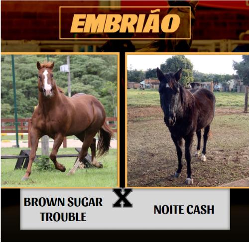 BROWN SUGAR TROUBLE x NOITE CASH (Embrião a Efetivar)