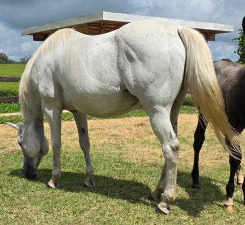 PHILOMENA LOAD MV (P+)