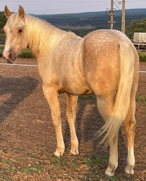 SHINERS WHITE BELL X AURORA WIMPYS DUN IT