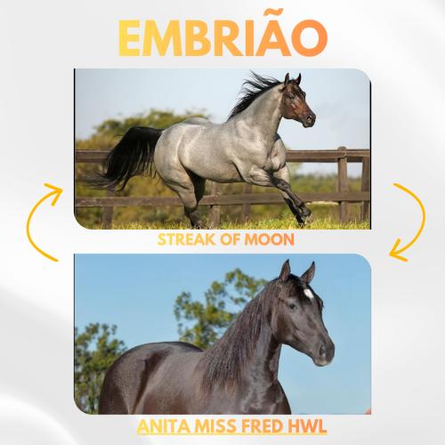 STREAK OF MOON X ANITA MISS FRED HWL (Embrião Efetivado)