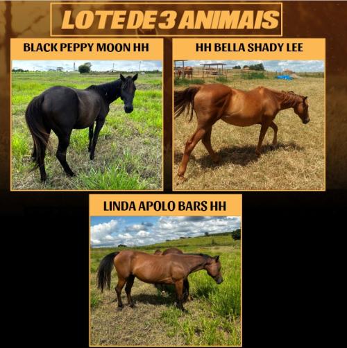 LOTE DE 3 ÉGUAS