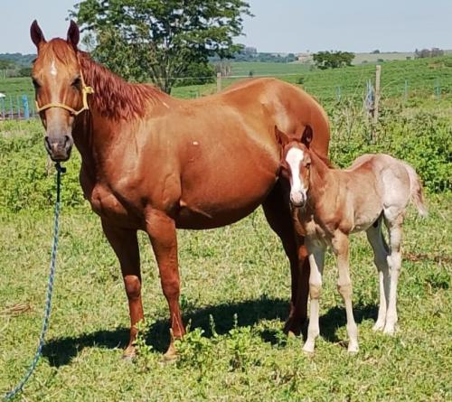 FENDY HICKEY RHF (Lote 3 em 1)