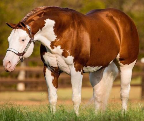 MJ ROOSTERS GUN (1 Cobertura)