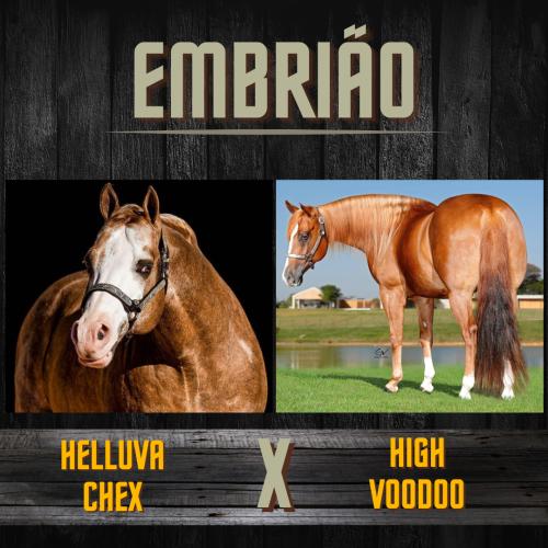 HELLUVA CHEX X HIGH VOODOO (Embrião a efetivar)