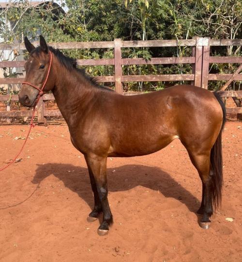 KATIE STEP N CASH (P+)