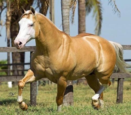 GUNNER IS STARSTRUCK (Cota - 25 palhetas)