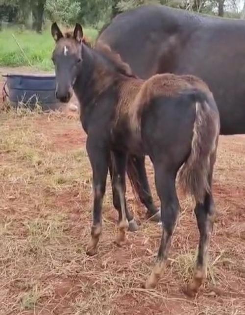 LUCKY BLUEMETAL YM X BETINA STREAK JAY