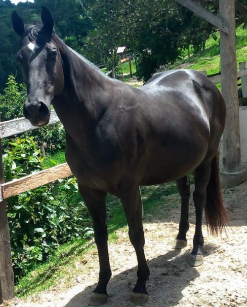 LINCE NEGRA DOW DASH