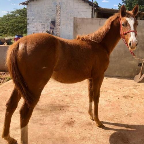 CRAT X SH MISS ON JAY