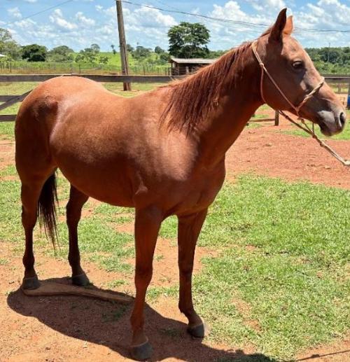 JHV TENINA REINA BIT (P+)