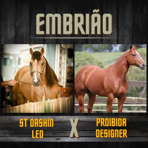 ST DASHIN LEO X PROIBIDA DESIGNER (Embrião efetivado)