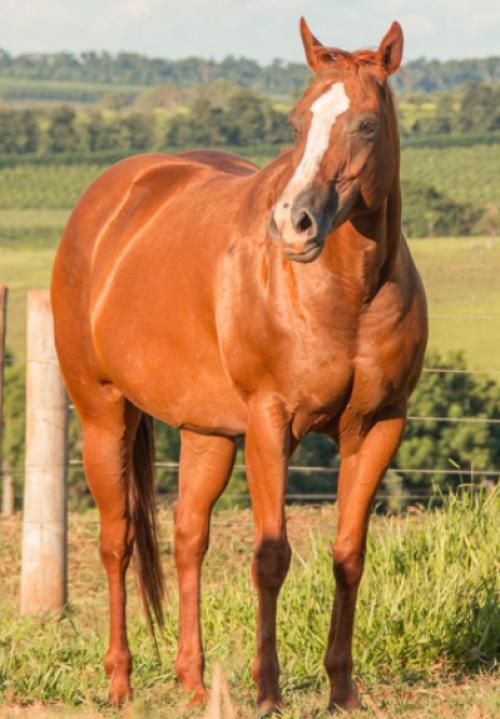DESENHADA RED FHG (Ventre)